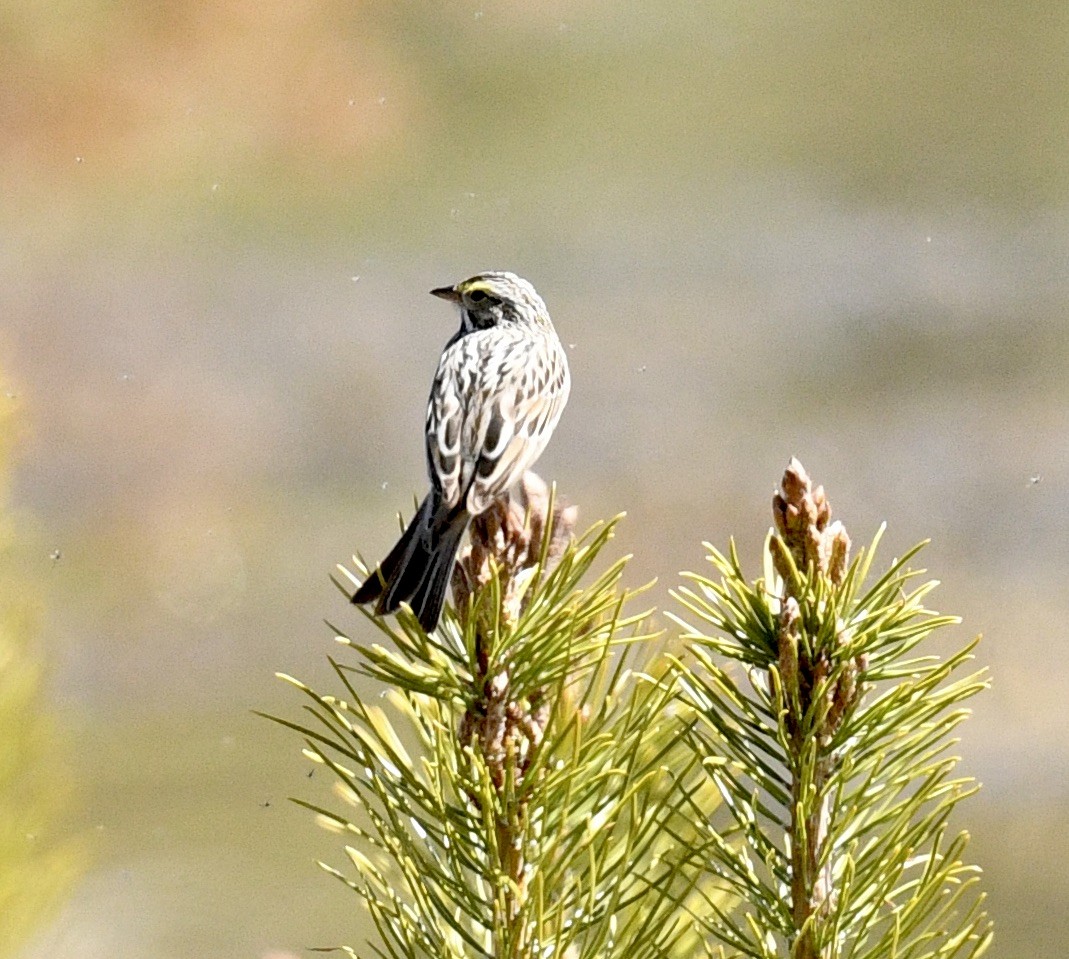 Savannah Sparrow - Sevilla Rhoads