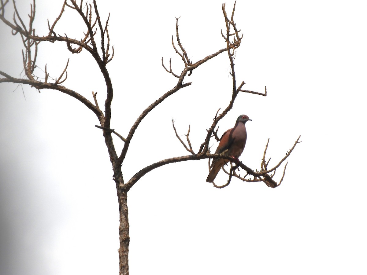 Pale-vented Pigeon - Maria Corriols