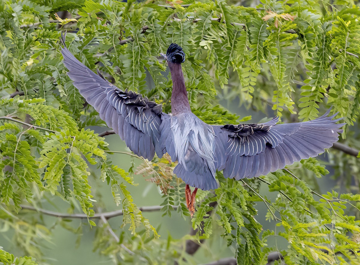 Green Heron - Iris Kilpatrick