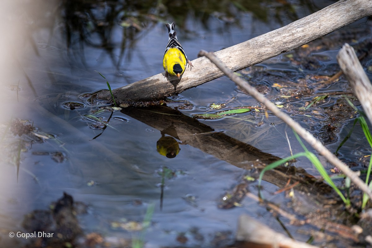 American Goldfinch - Gopal Dhar