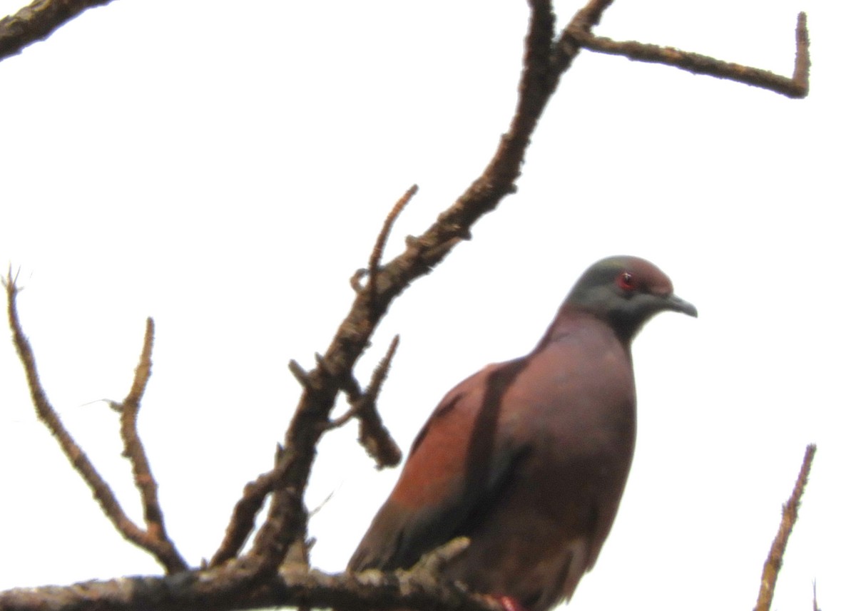 Pale-vented Pigeon - Maria Corriols