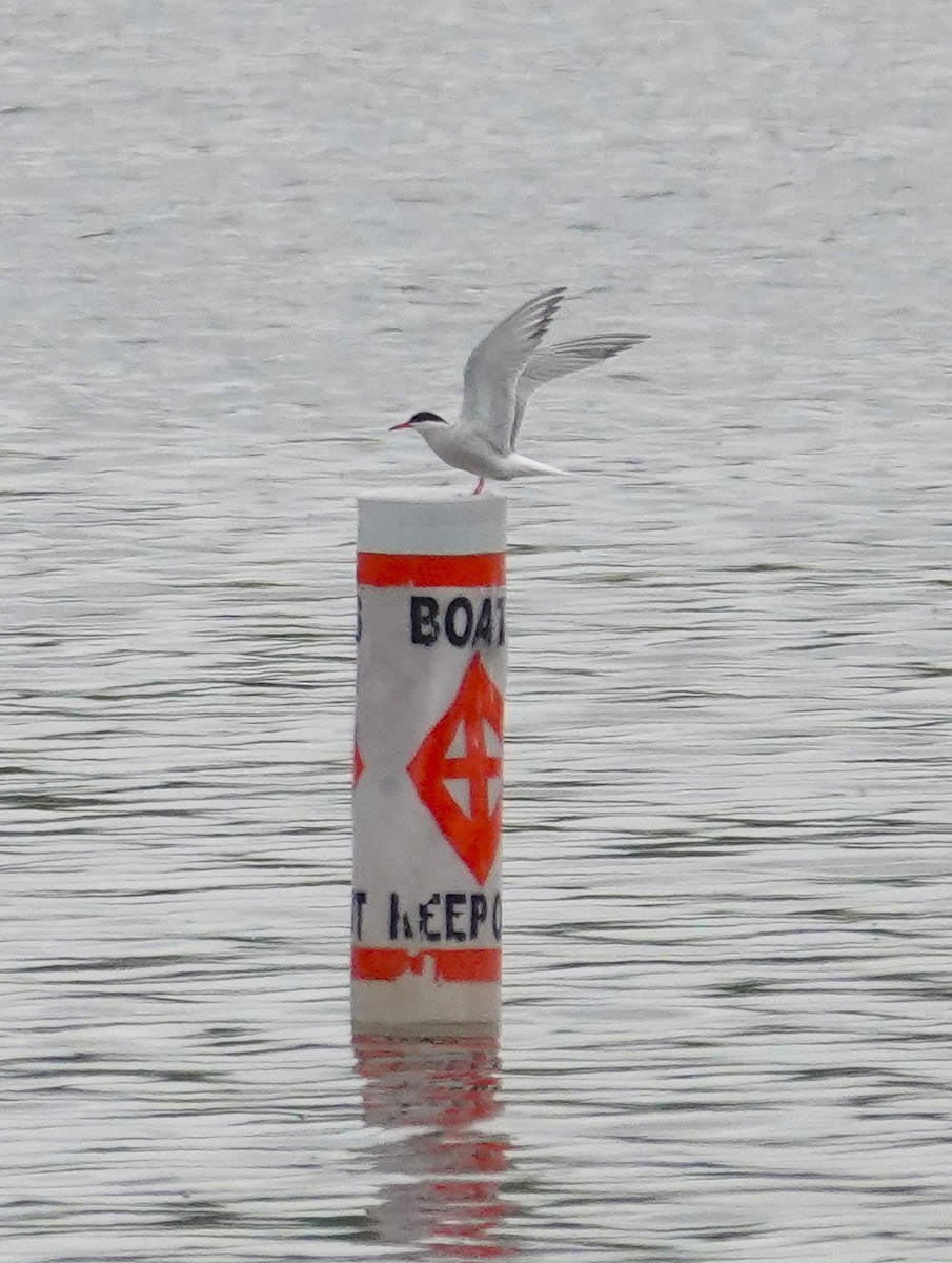 Common Tern - ML618798057