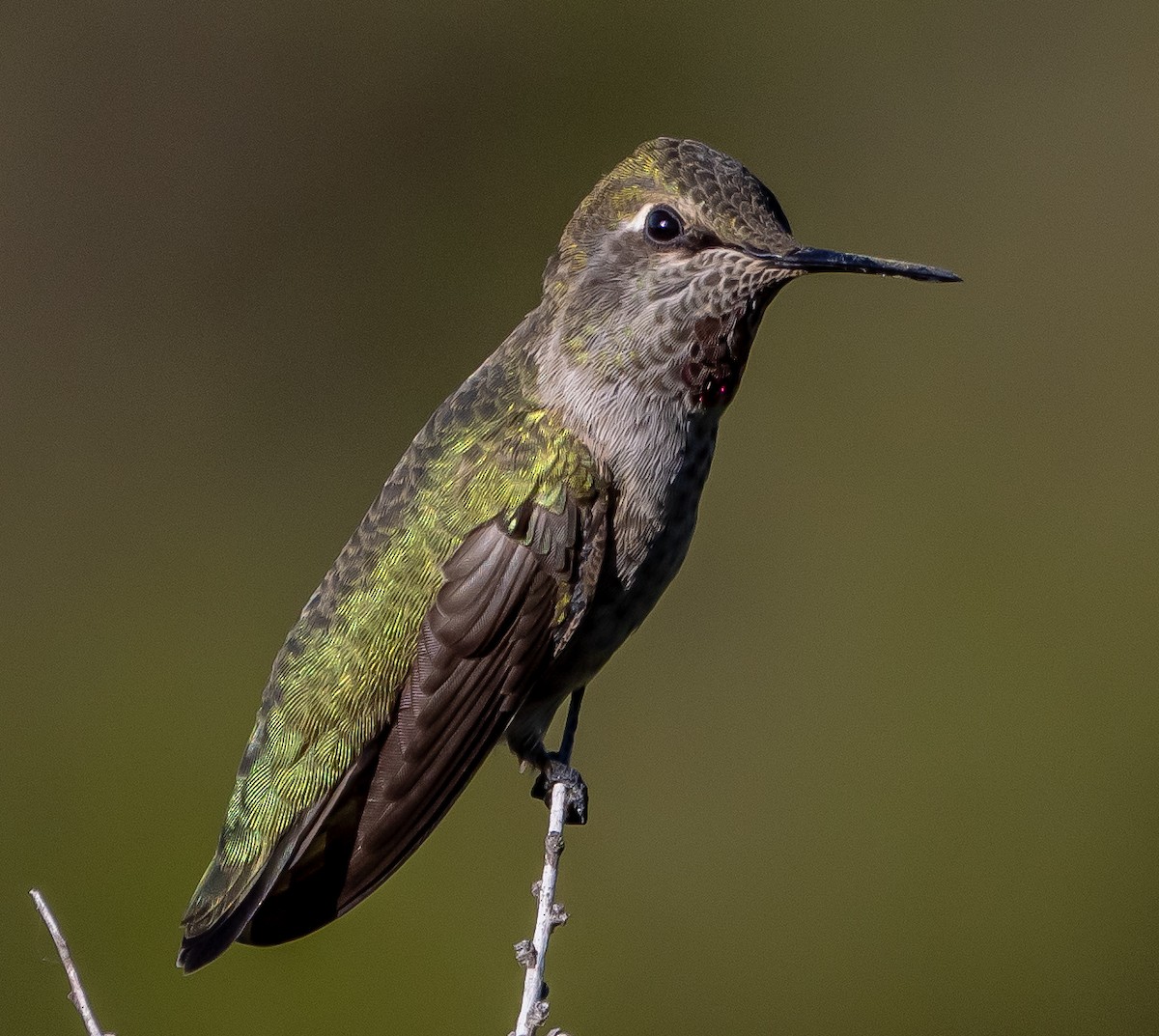 Anna's Hummingbird - ML618798059