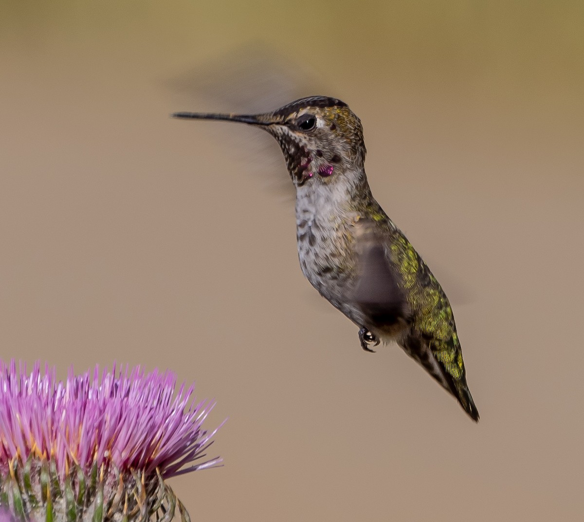 Anna's Hummingbird - ML618798061