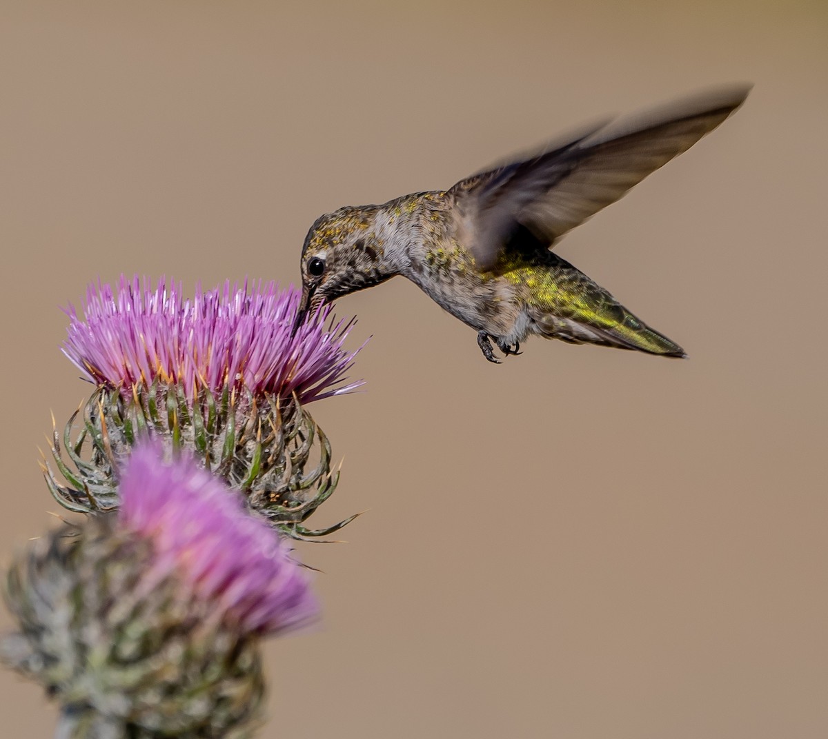 Anna's Hummingbird - ML618798062