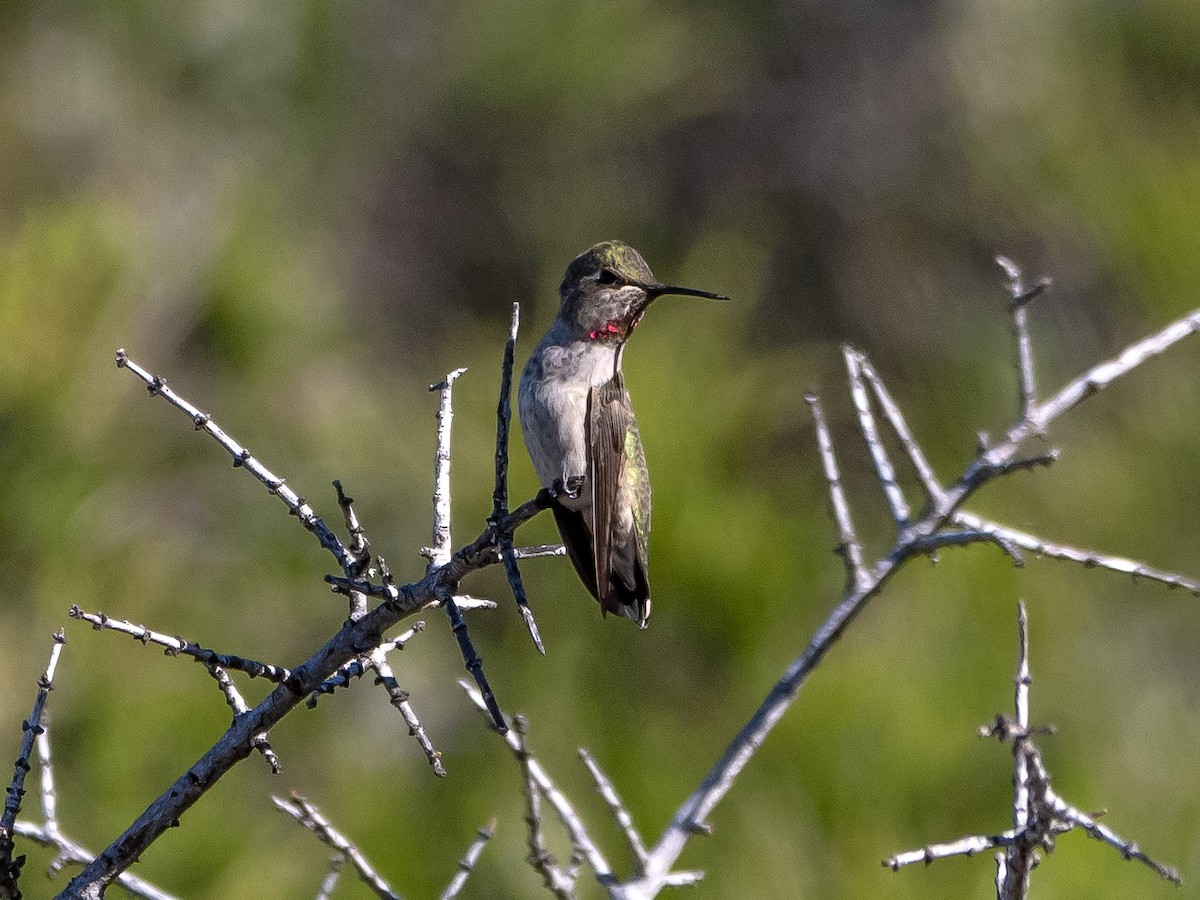 Anna's Hummingbird - ML618798063