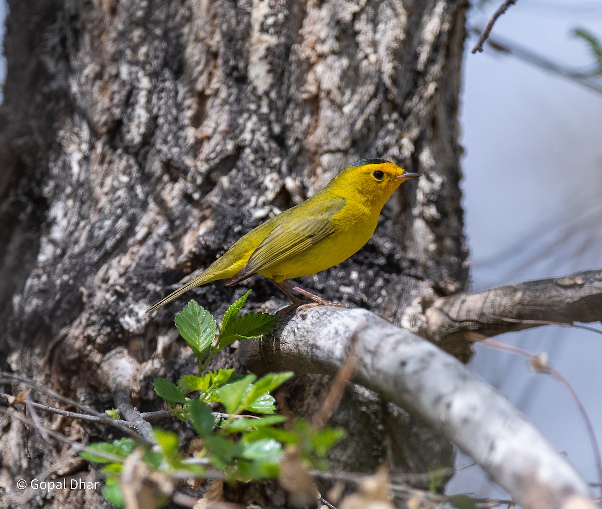 Wilson's Warbler - Gopal Dhar