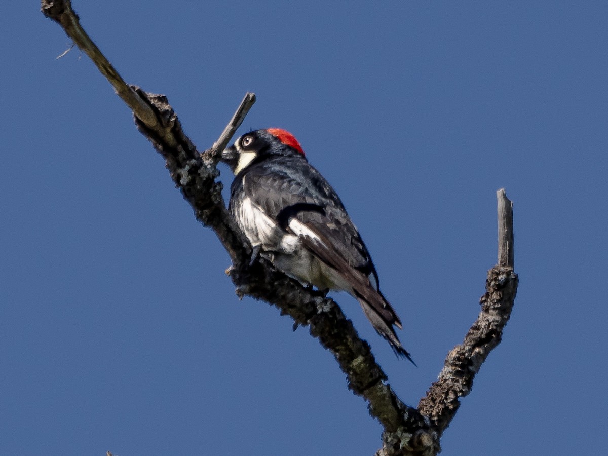 Acorn Woodpecker - ML618798076