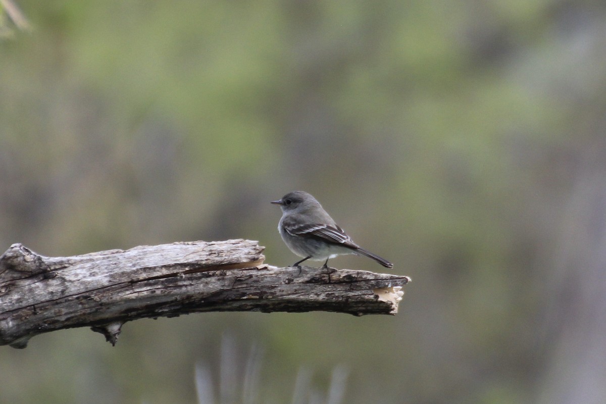 Gray Flycatcher - ML618798078