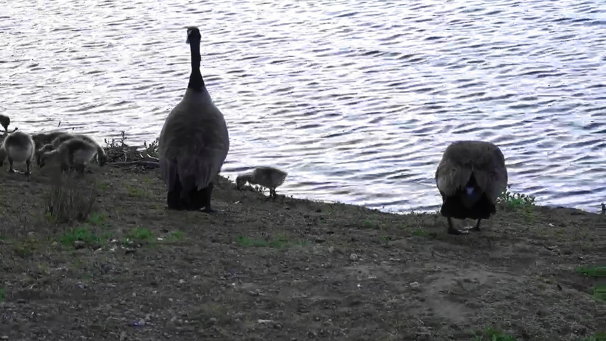 Canada Goose - Bruce Schine