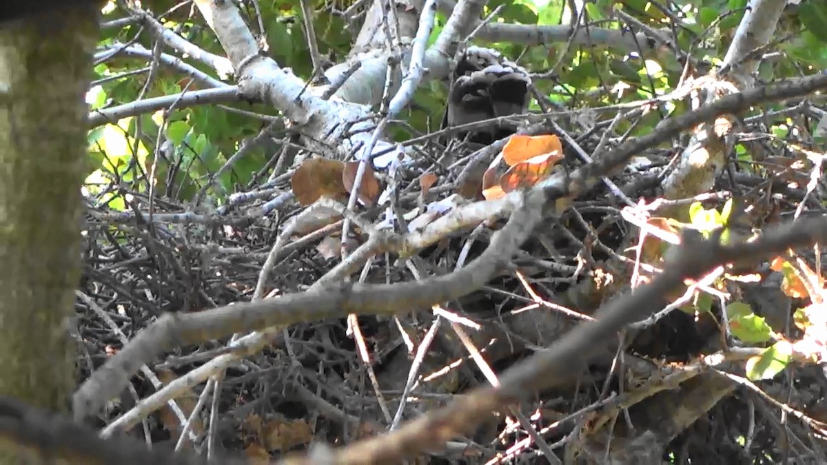 Cooper's Hawk - Bruce Schine