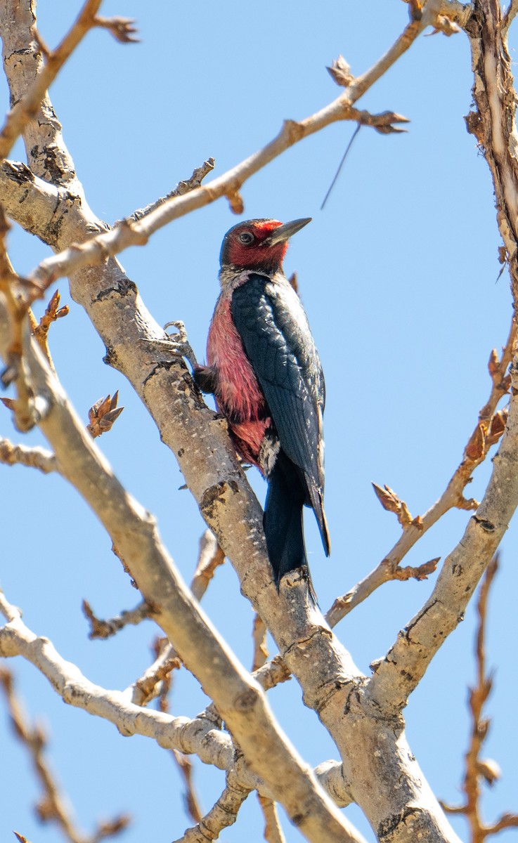 Lewis's Woodpecker - Terry Rich
