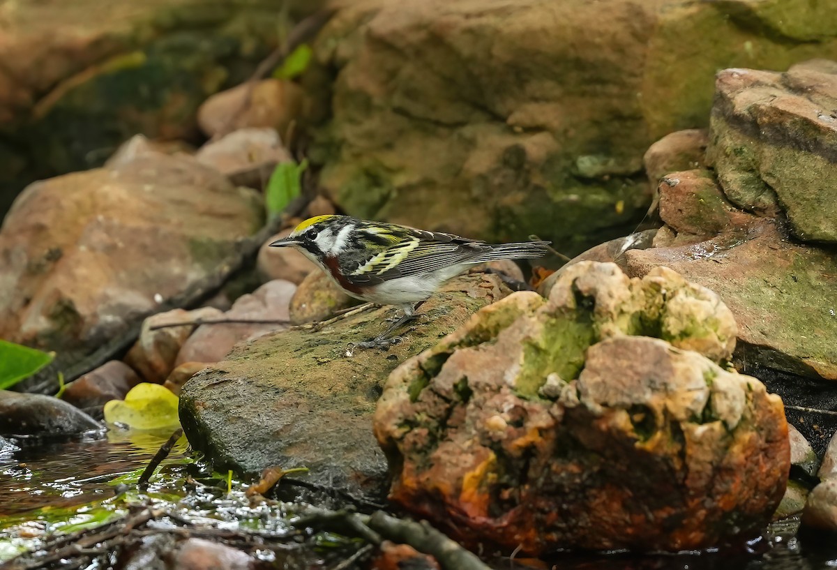 Chestnut-sided Warbler - AJT BIRD