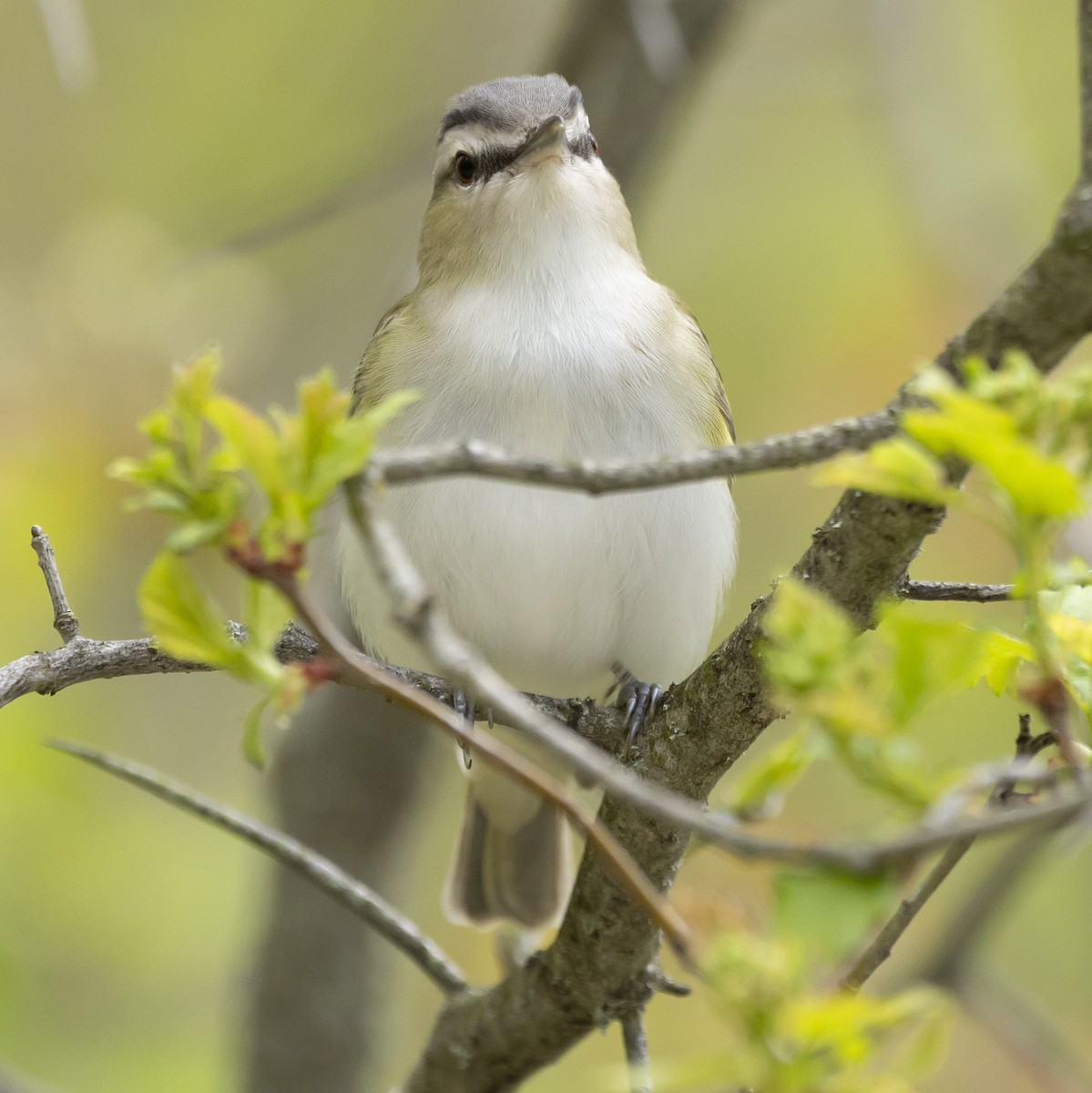 Red-eyed Vireo - ML618798113