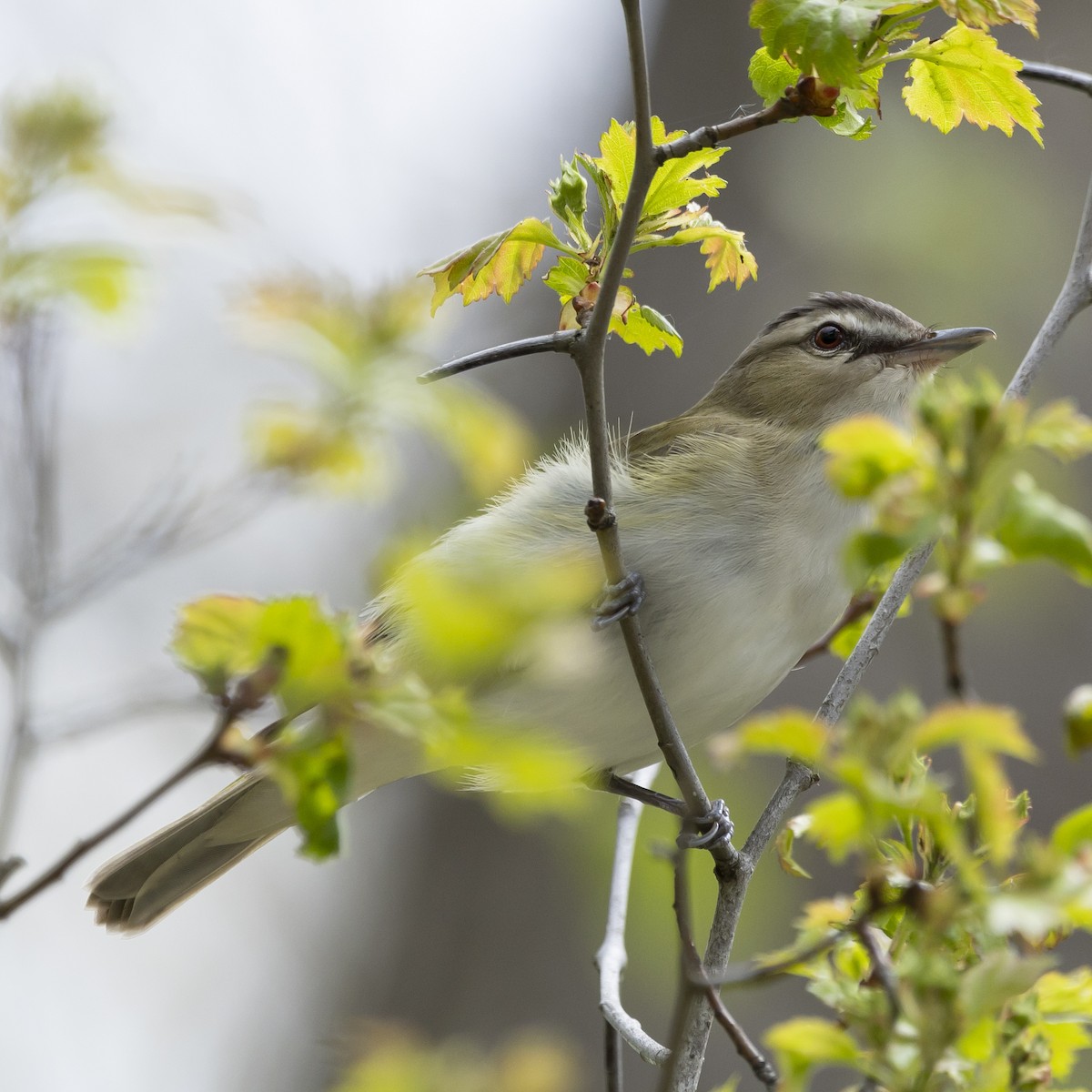 Red-eyed Vireo - ML618798114