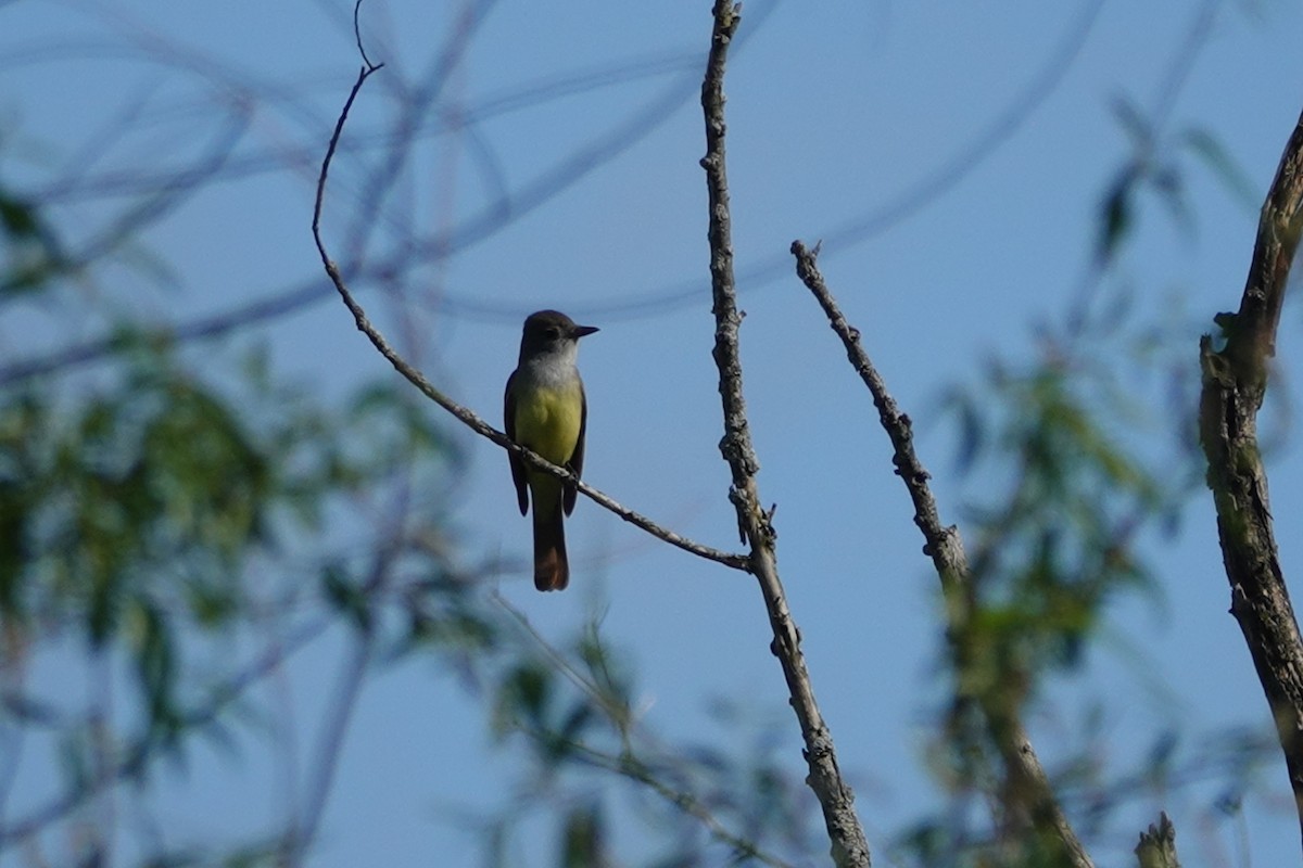 Great Crested Flycatcher - Tim Mortlock