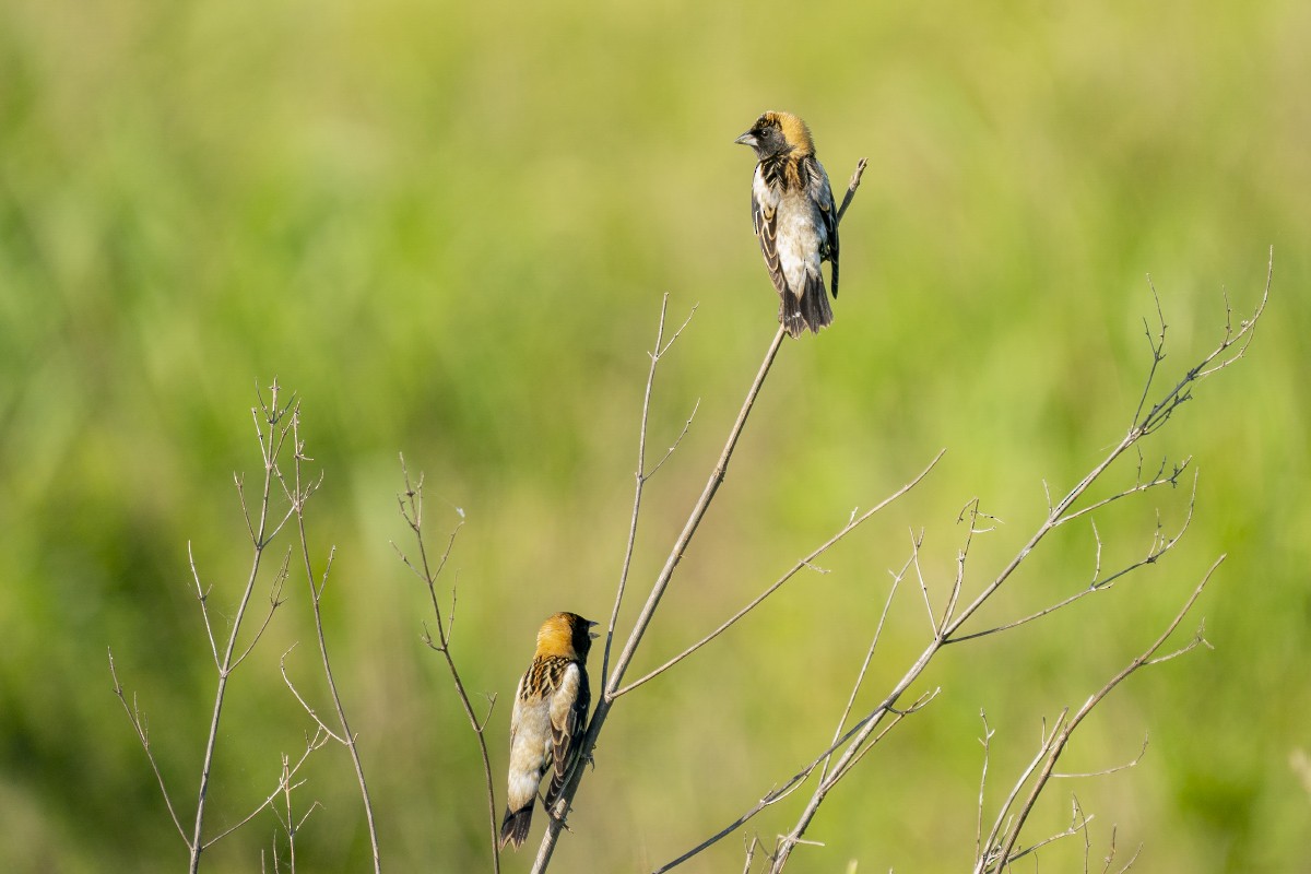 Bobolink - Slawomir Dabrowski