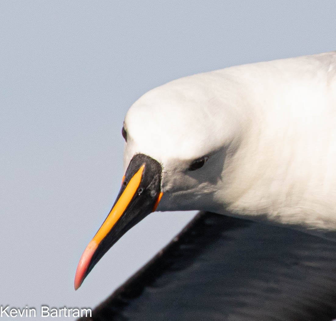 Indian Yellow-nosed Albatross - Kevin Bartram