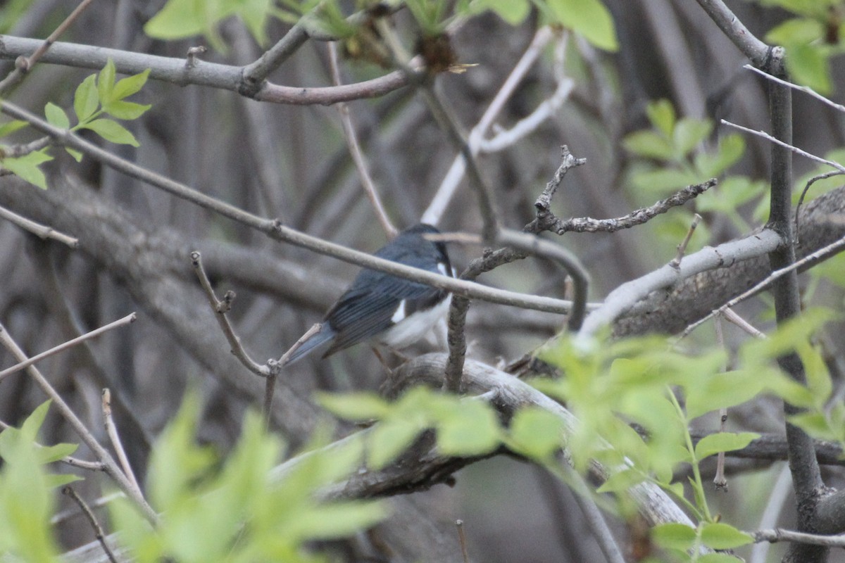 Black-throated Blue Warbler - Michael Lester