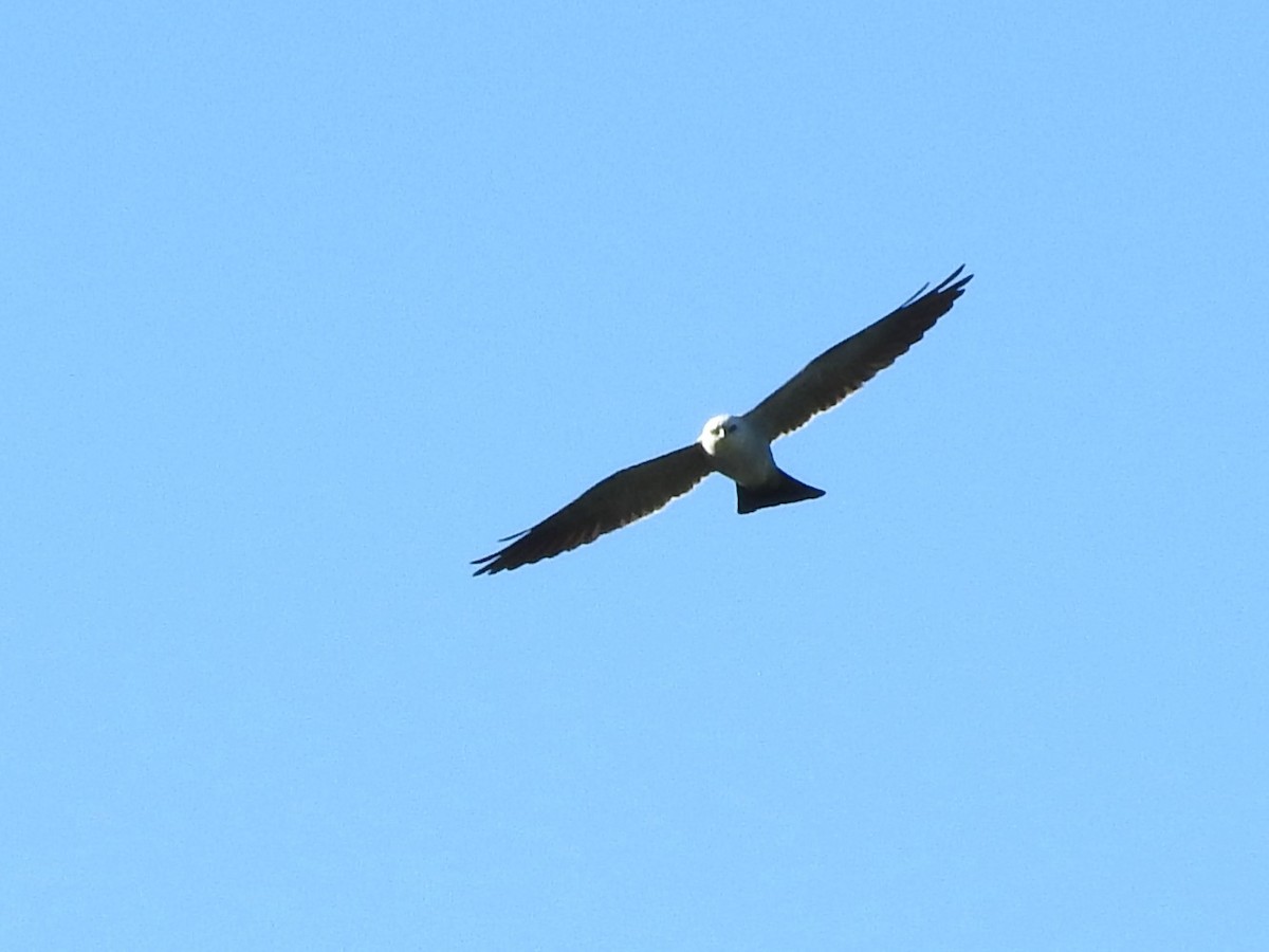 Mississippi Kite - Diane Thomas