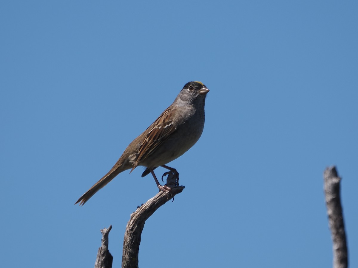 Golden-crowned Sparrow - ML618798160