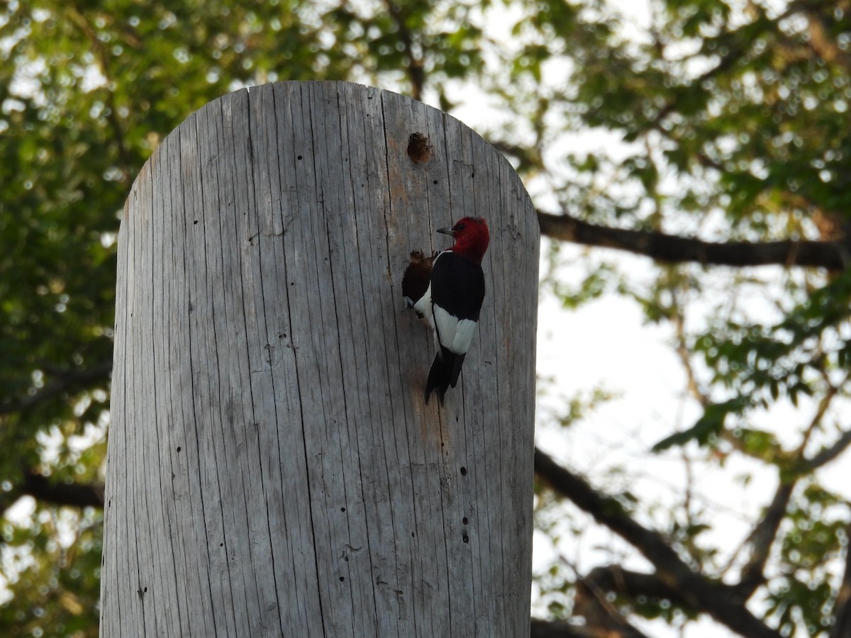 Red-headed Woodpecker - ML618798162