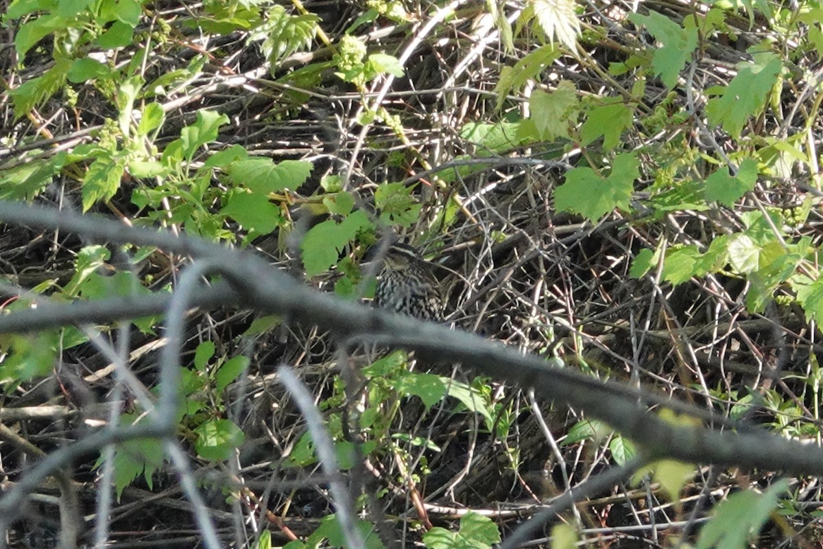 Northern Waterthrush - Tim Mortlock