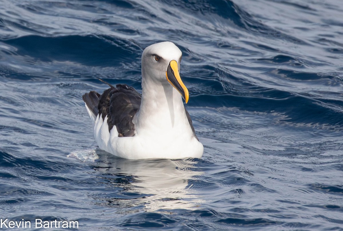 Buller's Albatross - Kevin Bartram