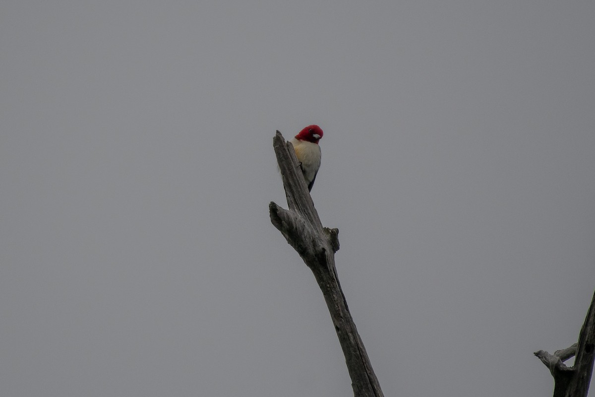 Red-headed Woodpecker - ML618798207