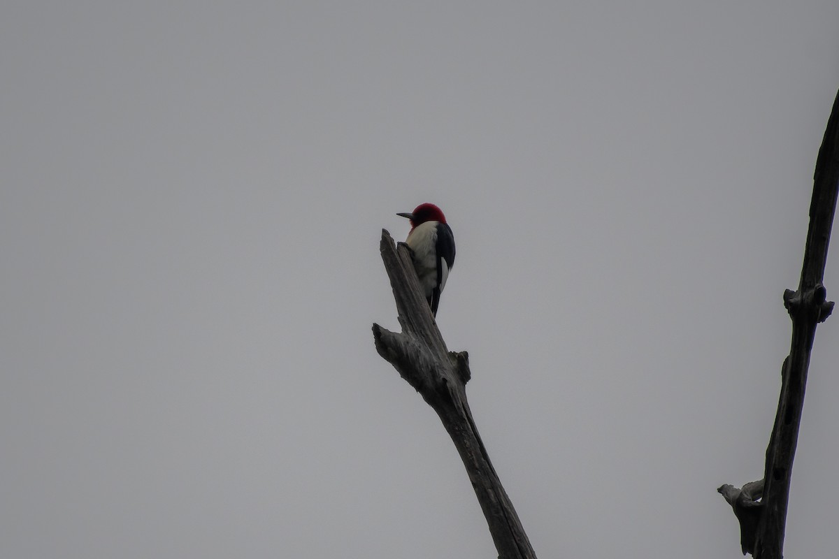Red-headed Woodpecker - ML618798208