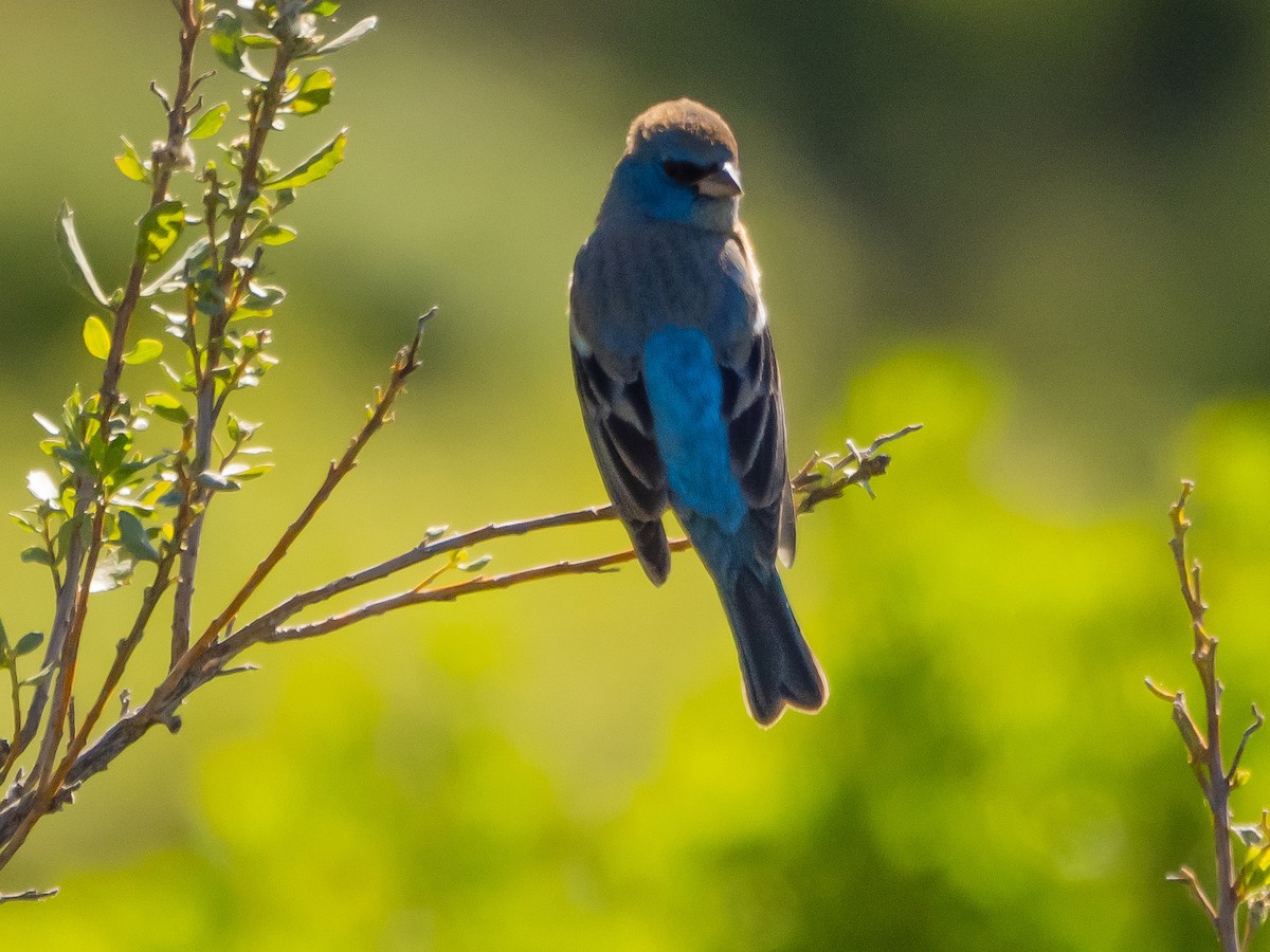 Lazuli Bunting - ML618798215