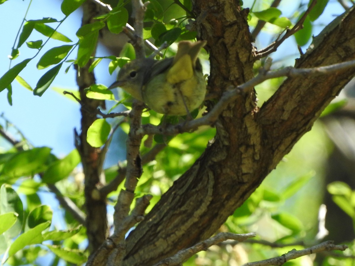 Orange-crowned Warbler - ML618798217