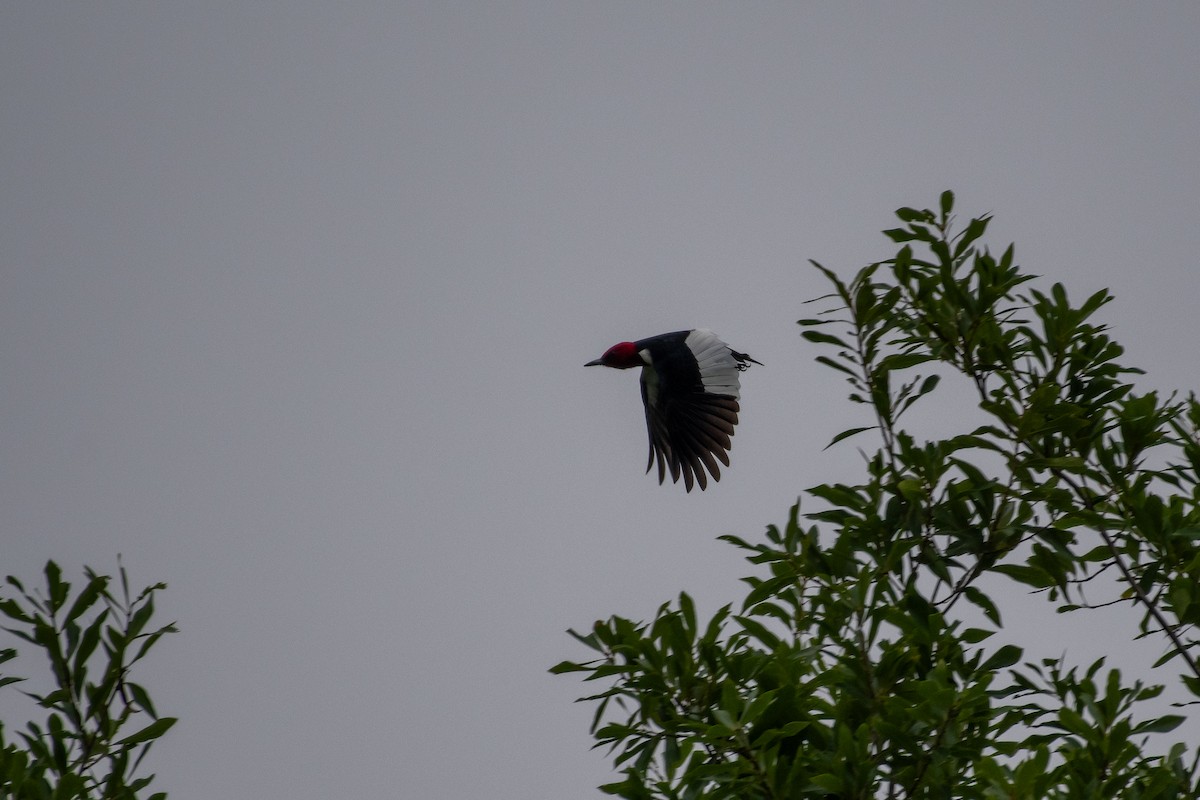 Red-headed Woodpecker - ML618798224