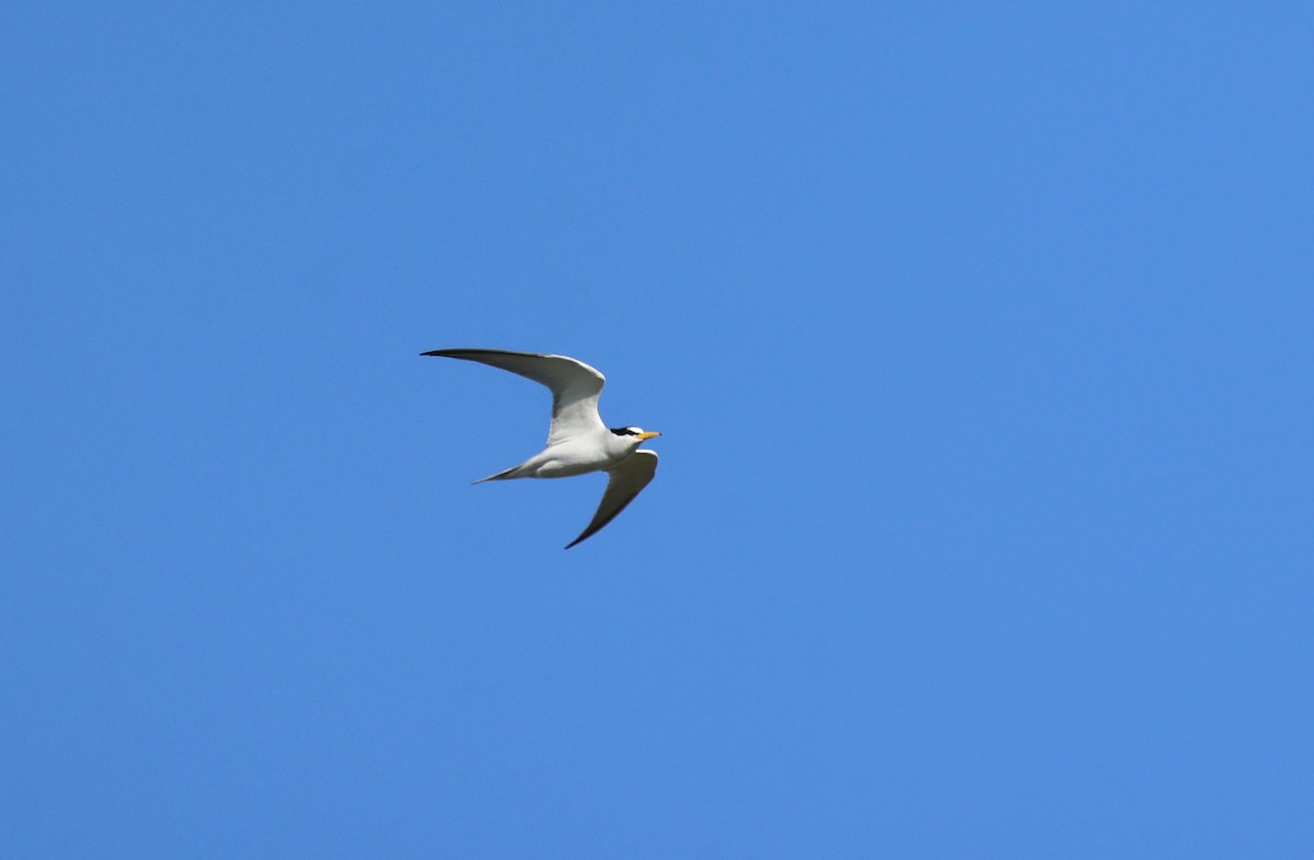 Least Tern - Michael Willison