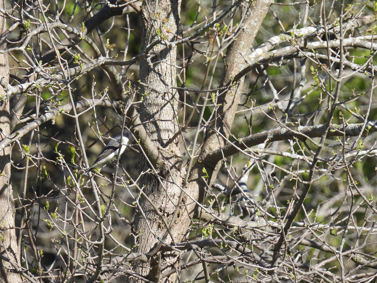 Eastern Phoebe - Janet Sippel