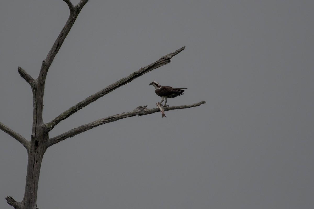 Osprey - Isaac Boardman