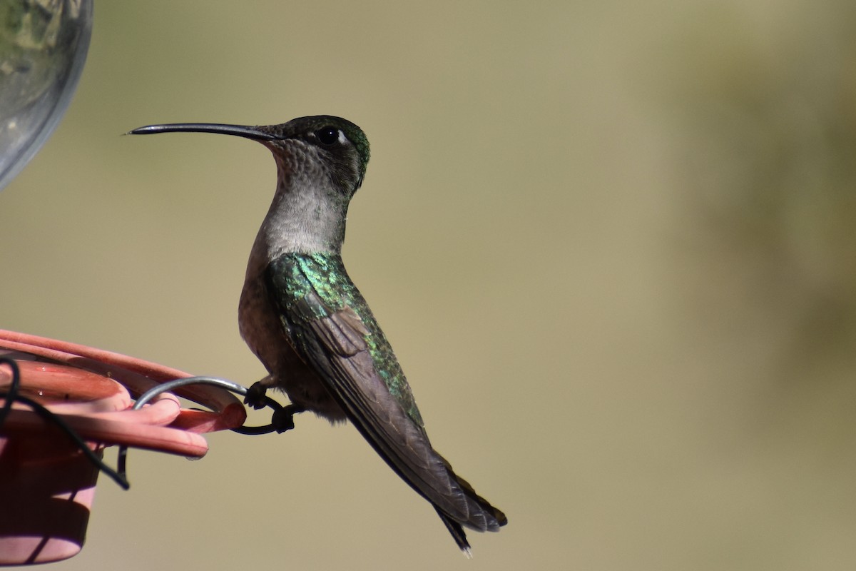 Rivoli's Hummingbird - Christian Feldt