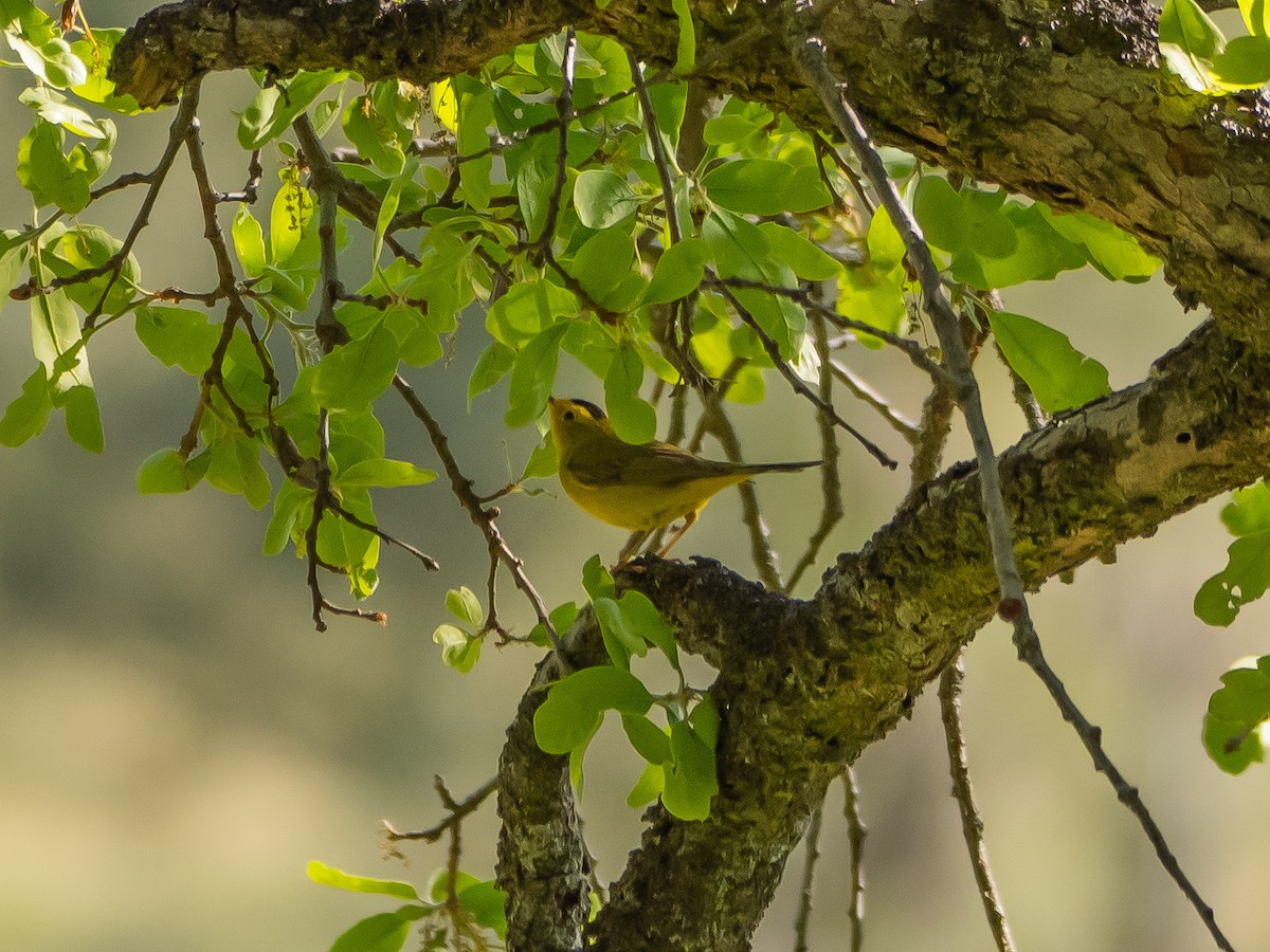 Wilson's Warbler - ML618798268