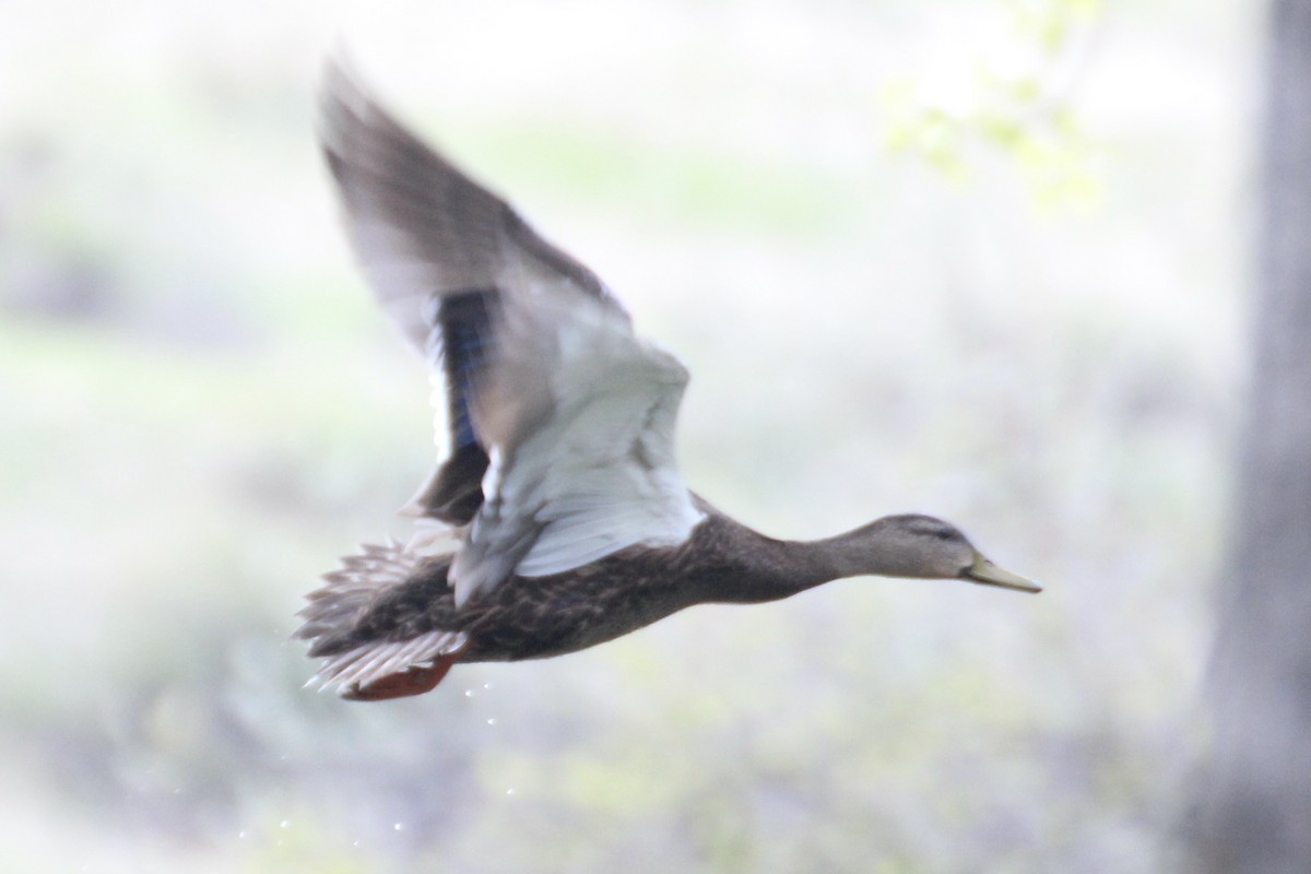 Mexican Duck - Michael Lester