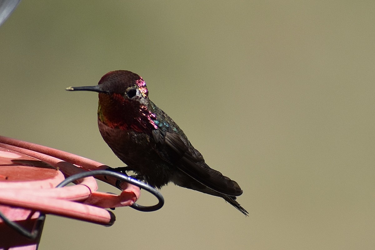 Anna's Hummingbird - ML618798287