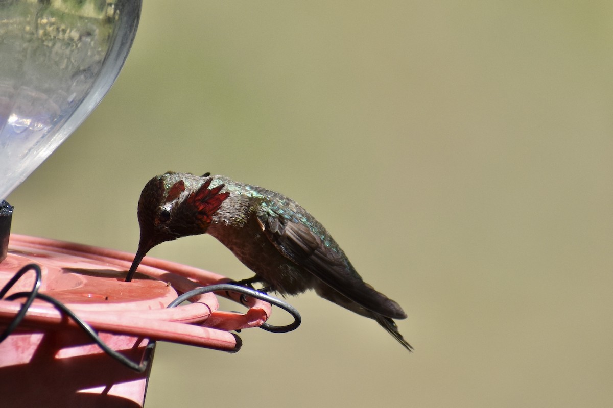 Anna's Hummingbird - ML618798288