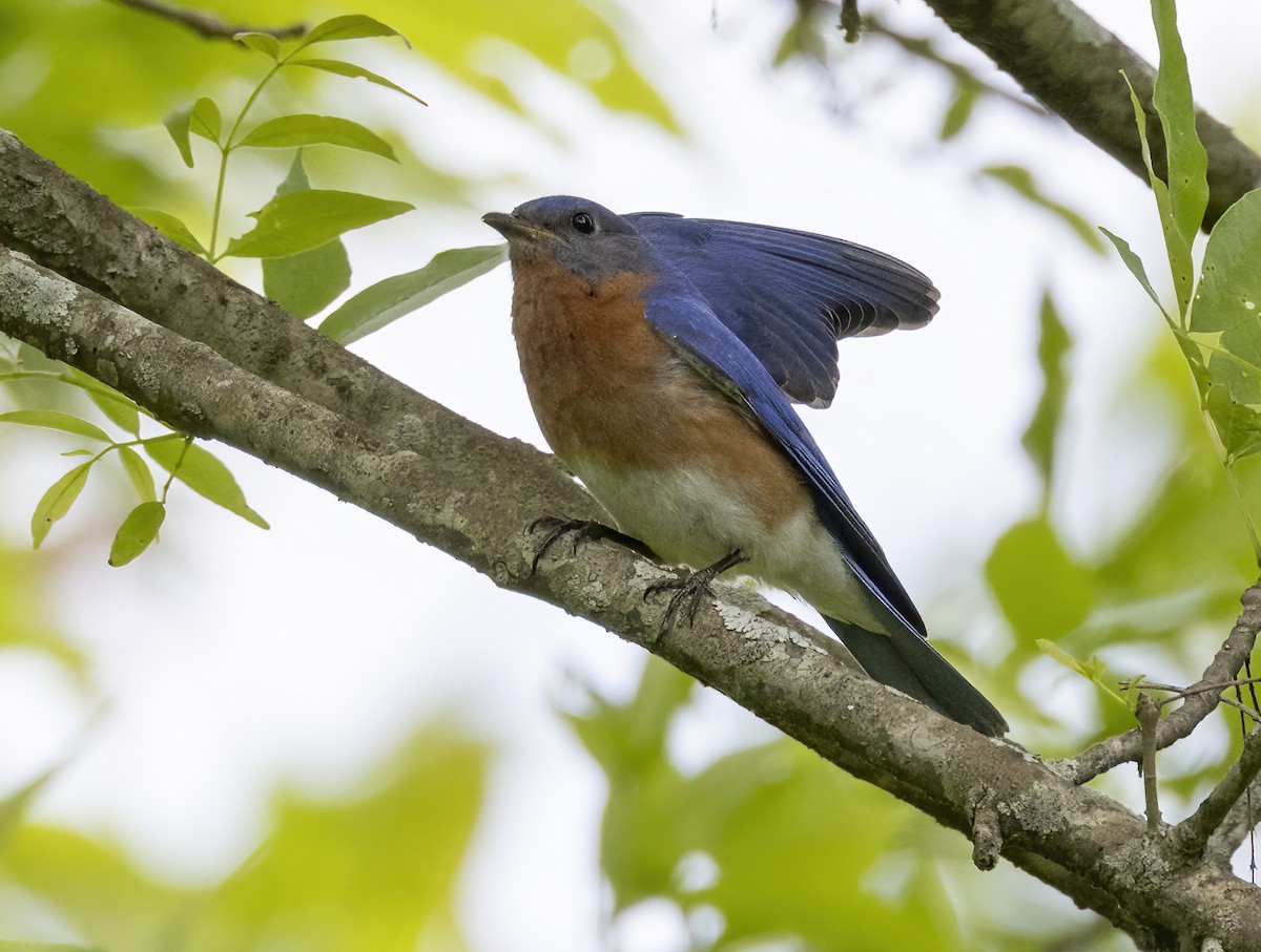 Eastern Bluebird - Iris Kilpatrick