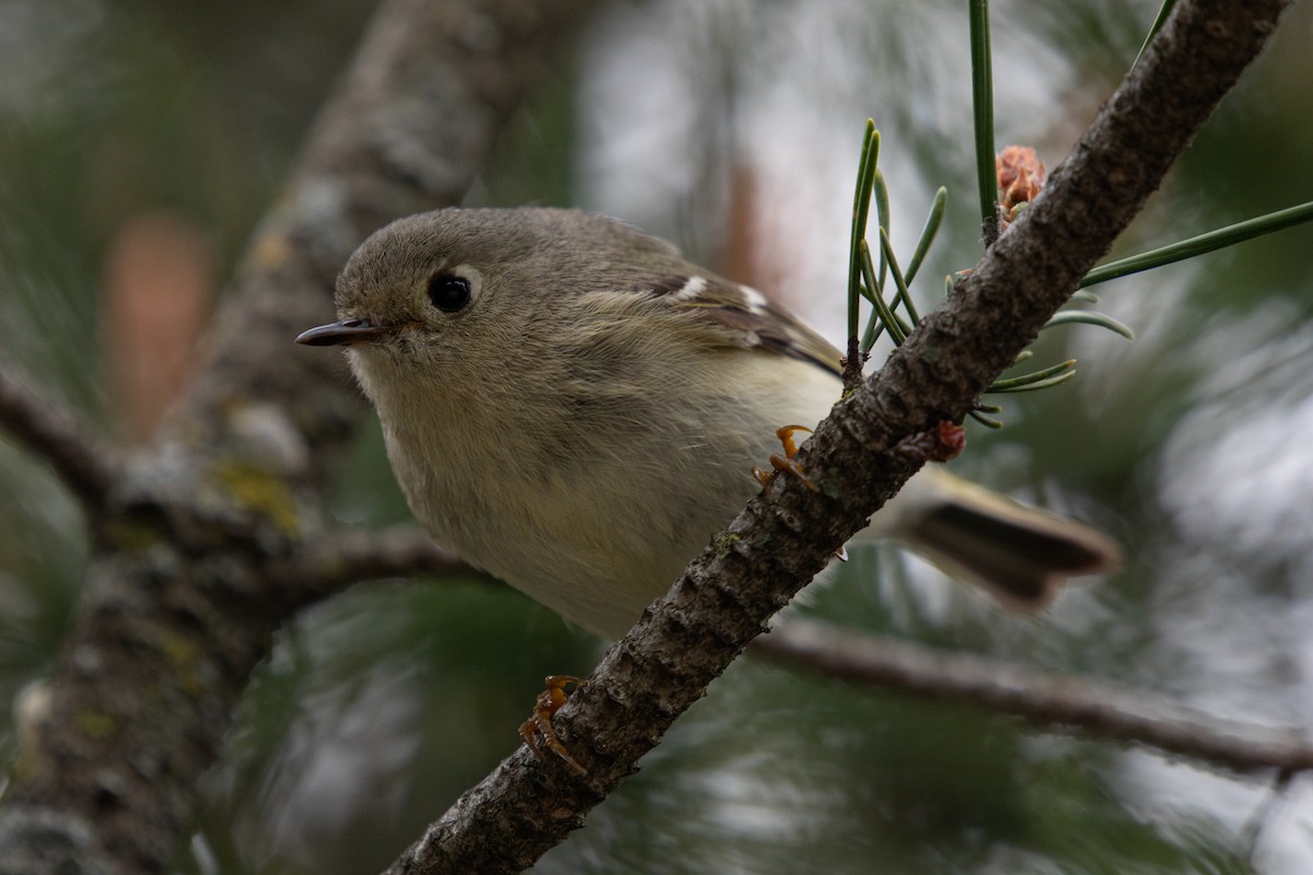 Ruby-crowned Kinglet - Michèle Delisle