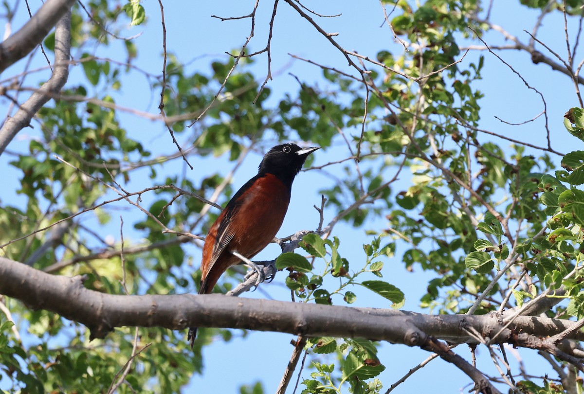 Orchard Oriole - Michael Willison