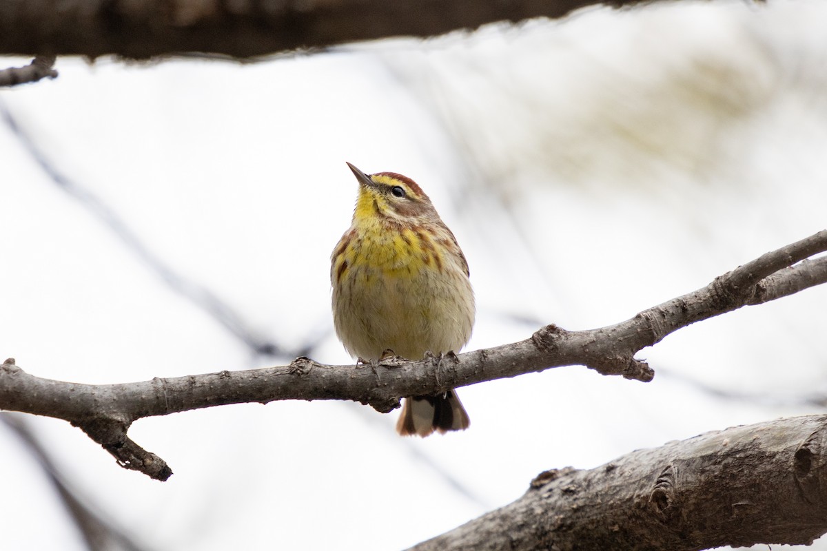 Palm Warbler - Michèle Delisle