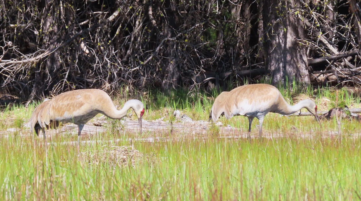 Sandhill Crane - Claire Weiser