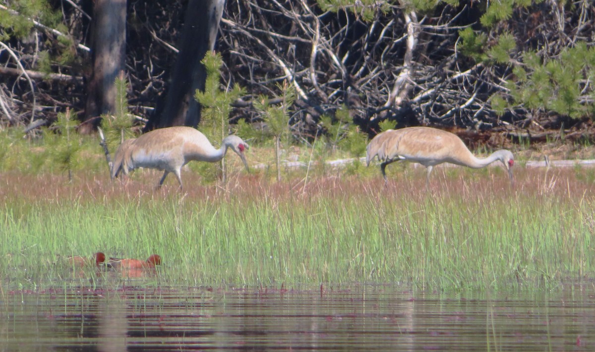 Sandhill Crane - Claire Weiser