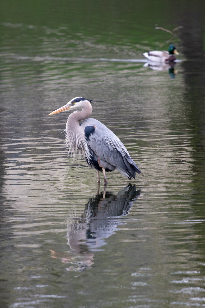 Great Blue Heron - Michèle Delisle