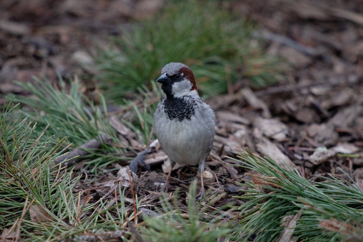 House Sparrow - Michèle Delisle