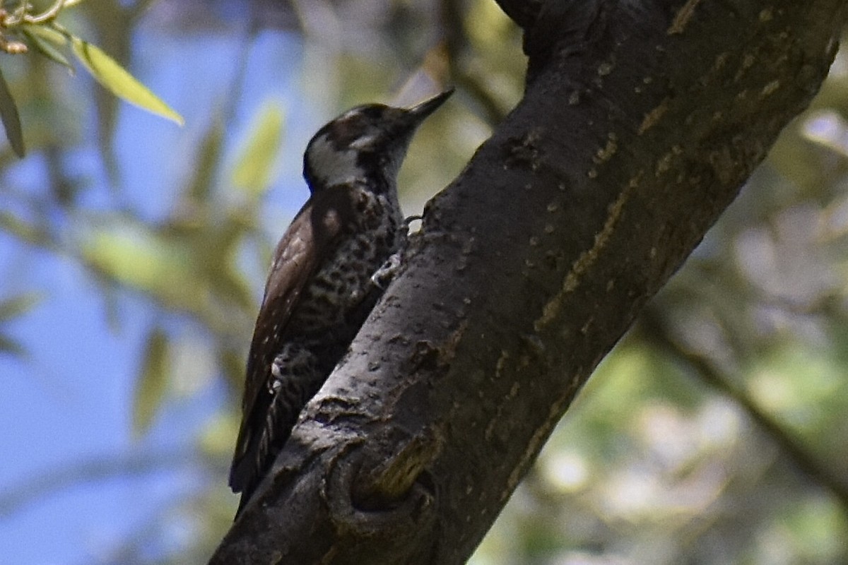 Arizona Woodpecker - Christian Feldt